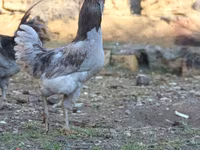अमेराउकाना — फ़ोटो 2