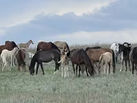 Yegua, Horse breed — foto 1