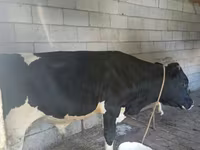 Toro, Raza Holstein — foto 1