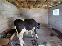 Toro, Raza Holstein — foto 7