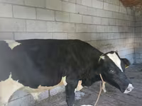 Toro, Raza Holstein — foto 2