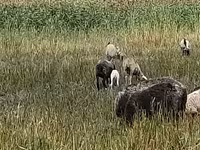 भेड़, Romanov sheep — फ़ोटो 1