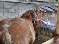 Horse (M), Vladimir heavy draft — photo 5