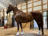 घोड़ी, Dutch warmblood horse — फ़ोटो 5