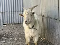 تيس, الماعز — الصورة 3