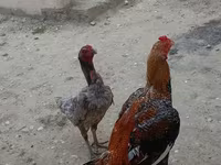 प्लायमाउथ रॉक — फ़ोटो 2