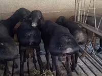 Ram, Bardhoka sheep — photo 2