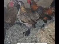 Chickens — Foto 1