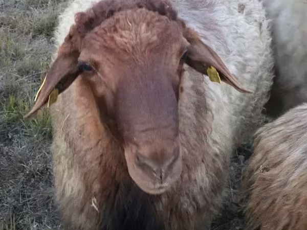 Ram, Blackheaded Persian sheep