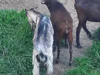 Ziege, Irish goat — Foto 4