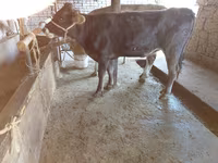 Cow, Russian Black pied cattle — photo 3
