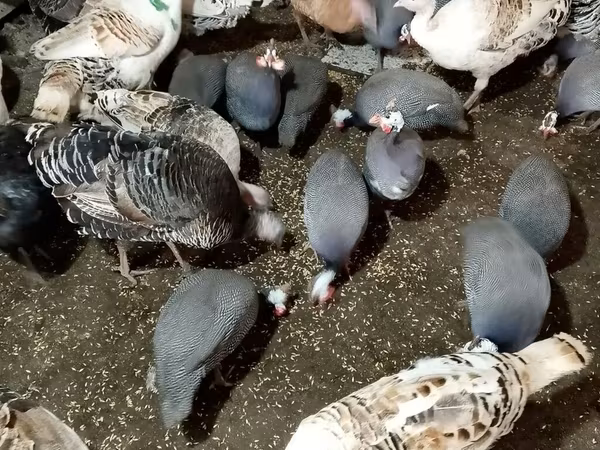 Turkeys
