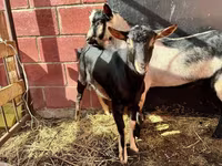 Ziegenbock, Alpine goat — Foto 1
