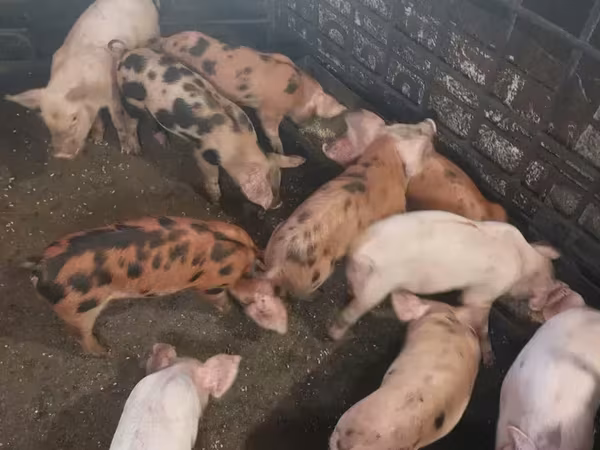 Säue, Schweine