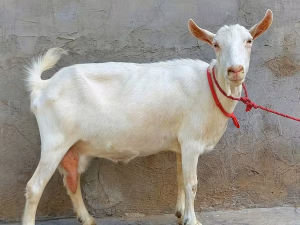 Cabra, Saanen goat