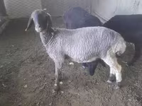 Ovejas (lote, sexo no especificado), Ovejas — foto 1