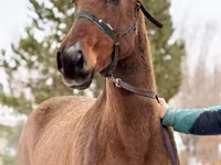Stute, Akhal-Teke — Foto 1