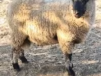 Ram, Shroshire sheep — photo 3