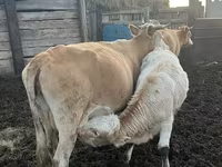 بقرة, Simmental cattle — الصورة 1