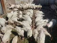 بيغ 6 — الصورة 1
