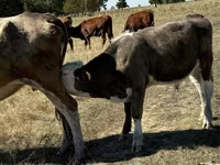 Toro, Vaca roja sin cuernos — foto 4