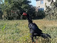Shamo chickens — photo 1