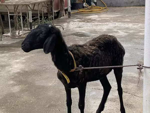 Ram, Arashan sheep