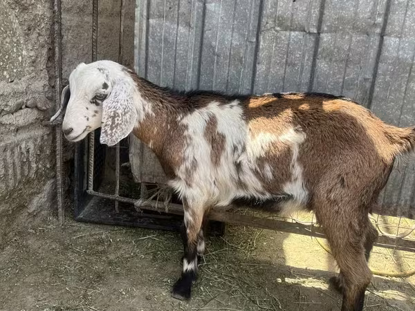 Goat, Nubian Goat