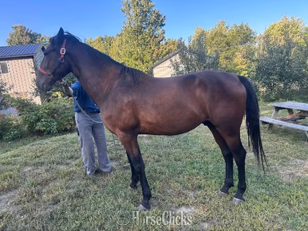 Horse (M), Standardbred