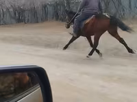 حصان, الخيول — الصورة 3