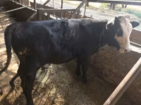 母牛, Kazakh White-headed cow — 照片 1