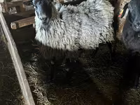Schaf, Romanov sheep — Foto 1