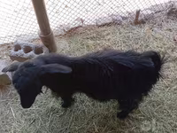 Cabra, Saanen goat — foto 2