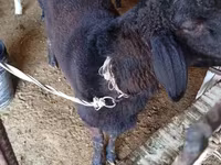 Carnero, Hissar sheep — foto 2