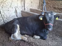Bull, Cattle — photo 5