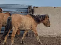 Caballo, Jabe — foto 5