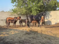 Hengst, Orlov Trotter — Foto 2