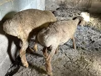 Sheep, Katum sheep — photo 6