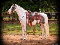 घोड़ा, National Show Horse — फ़ोटो 1