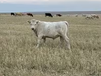 Toro, Swiss cattle — foto 1