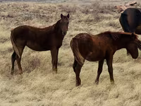Caballo, Caballos — foto 6