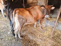 Kuh, Wilder Yak — Foto 3