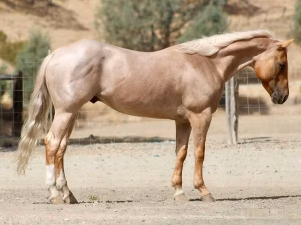 Horse (M), Quarter Horse