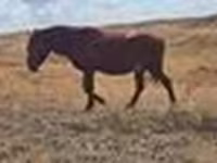 فرس, Kazakh horse — الصورة 7
