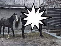 Mare, Orlov Trotter — photo 4