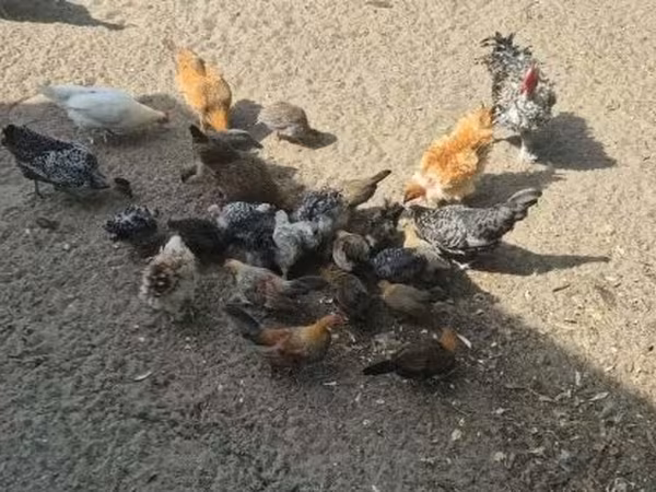Датская несушка