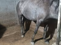 Mare, Budyonny horse — photo 2