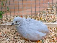 King Quail — photo 1