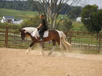 Horse (M), Pinto horses — photo 1