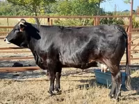 母牛, Brown Carpathian breed — 照片 1